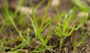 How to Seed Your Lawn