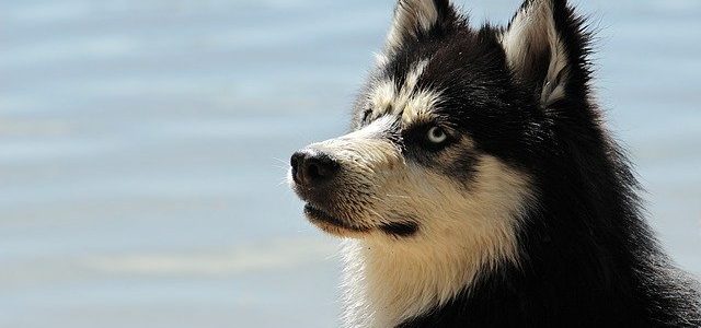 What You Need To Know Before Undergoing Protection Dog Training?