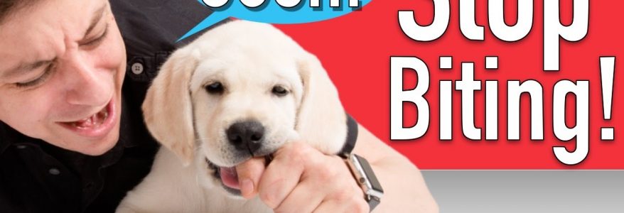 How To Stop Your Puppy From Biting Everything!